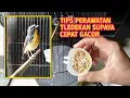 Lagu TIPS RAWATAN TLEDEKAN/SULINGAN BAHAN SUPAYA CEPAT GACOR‼️
