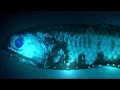 The most common fish in the sea can make a room glow blue