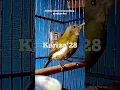 Download Lagu Kolibri Merak trotol bersenandung di malam hari