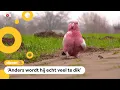 Download Lagu Pablo de roze kaketoe wandelt iedere dag met z'n baasje