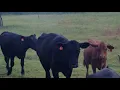 The Cattle Range Listing 908C247-201