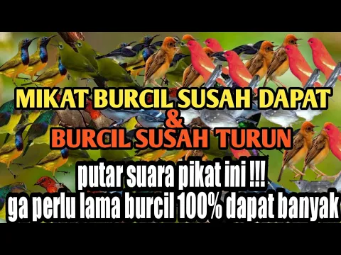 Download MP3 SUARA PIKAT BURCIL PALING JOOS DAN PALING AMPUH ❗BUKTIKAN MASBRO !!!