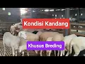 Download Lagu Kandang Bapak Kandang Wedhus'e Bagus Breding Super