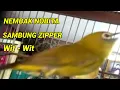 Download Lagu pleci nembak nobita sambung zipper wit wit | masteran pleci nobita wit wit wit panjang