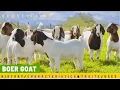 BOER GOATS HISTORY OF THE GOAT BREED CHARACTERISTICS AND TRAITS BREED FOR MEAT