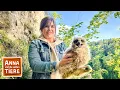 Juhu, Nachwuchs beim Uhu | Reportage für Kinder | Anna und die wilden Tiere