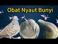 Download Lagu Perkutut Lokal Gacor Suara Menggelegar Vs Tekukur Gayer  Suara Memanggil