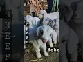 Suara kambing,embek!?