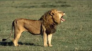 all lion roar sound effect