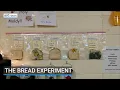 The bread experiment