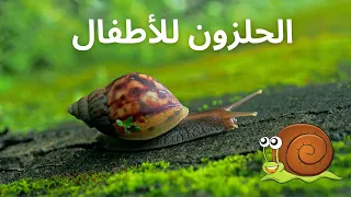 معلومات عن الحلزون للأطفال دندنها