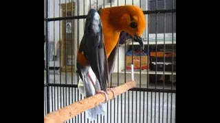 download masteran anis juara kompilasi anis merah juara