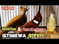 Download Lagu BESETAN DAN TEMBAKAN ISTIMEWA GANAS || cucak jenggot vs cililin vs kapastembak