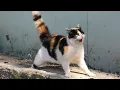 Download Lagu Cats So Overdramatic, They Deserve an Oscar! 😁 Funny Silliest CAT Videos 2025