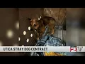 Utica Signs Contract with Canastota Shelter for Stray Dogs