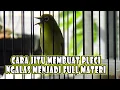 Download Lagu Cara Ampuh Membuat Pleci Ngalas Menjadi Full Materi || Berlaku Untuk Pleci Dakun, Auri, Dakbal DLL