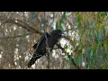 Female raven calls Anna