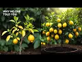 Lagu This Simple Lemon Tree Trick Mostly People Don't Even Know (Now Leaked).