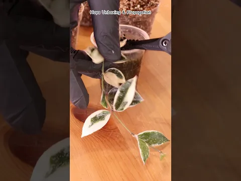 Unboxing & Propagating Hoya Lacunosa Princess Lumina ✨🌿 #thegreenearth #hoya #plants
