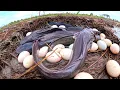 Download Lagu Top video best hand fishing - skills man catch a lot of fish \u0026 pick eggs in mud under straw by hand
