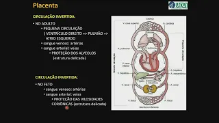 Formação e Papéis da Placenta Humana