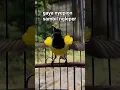 Download Lagu sogon nyepion sambil ngleper #kicaumania #shortvideo #shortsviral #shorts #short #sogon #fypシ゚viral