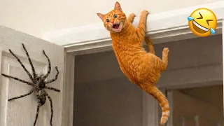 You Laugh You LOSE π Impossible Cats and Dogs Challenge πΉπΆ