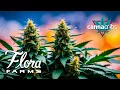 Largest Missouri Owned Operated Cannabis Facility