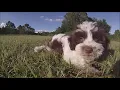 Havanese puppies for sale in Florida - Miami