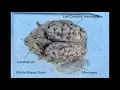 An Introduction to Sheep Brain Anatomy