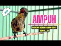 Download Lagu PANCINGAN KOLIBRI Ninja Bahan Agar BUNYI || MASTERAN KONIN Agar Cepat GACOR #22