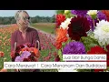 Download Lagu Juat Bibit Tanaman Bunga Dahlia | Cara Menanam | Merawat | Memperbanyak | Nama Latin Asteraceae