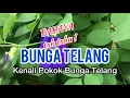 Download Lagu Bunga Telang: Bahaya Tak Tahu, Kenali Pokok Bunga Telang