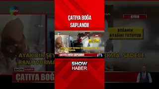 İtfaiye boğa için seferber oldu! #showanahaber #shorts