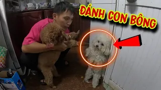 #156: Su đánh bông - trả thù thành công