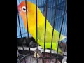 Download Lagu Lovebird isian Cililin
