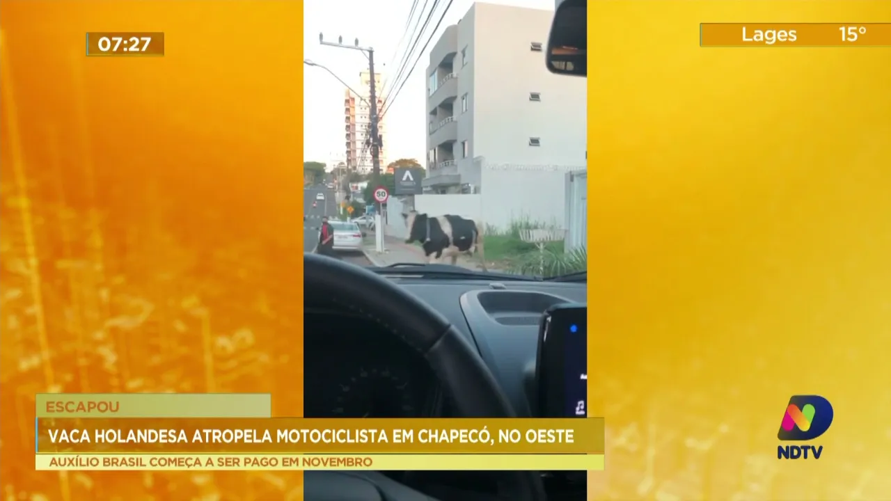 Vaca Holandesa atropela motociclista em Chapecó, no Oeste