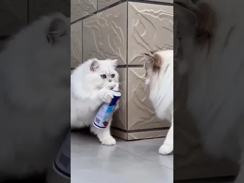 The cat wanted to play a joke, but.😂catlovers😻cat videos🐈funny animals🐈🐾🎬cute meow meow#shorts