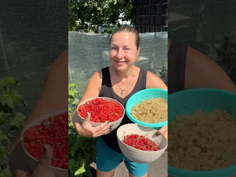 Вкусный соус из красной смородины. Как увеличить урожайность смородины