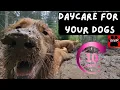 Download Lagu 🐕‍🦺💜 Daycare for your dog!  Dogs can't resist this Video! 🐕‍🦺🐕🌦🌲