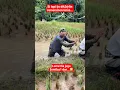 Lagu topi ij0 jadi j3n9k3l..🤣 #shortviral #comedy #ngakak #lucu #viral