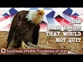 Download The Bald Eagle That Would Not Quit | Bald Eagle Rescue Short Film | Wildlife Documentary mp4 3gp mp3 videos - waplic