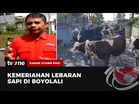 Menilik Tradisi Lebaran Sapi di Boyolali