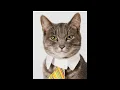 I slowed down a meow....