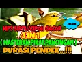 MP3 SIRTU/CIPOH GACOR 3 IN 1(MASTERAN,PIKAT,PANCINGAN)DURASI PENDEK...!!!!#masteransirtu#mp3sirtu