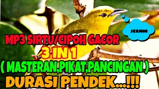 mp3 sirtu cipoh gacor 3 in 1 masteran pikat pancingan durasi pendek masteransirtu mp3sirtu