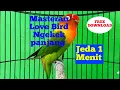 Download Lagu 🔴Masteran Murai batu Love Bird Ngekek jeda 1 menit
