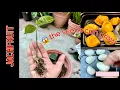 Download Lagu Growing Red Flesh Jackfruit from seeds