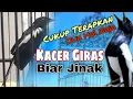 Download Lagu Cara Menjinakan Kacer Giras || 2 kuncian ini wajib di lakukan secara konsisten