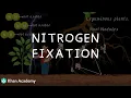 Nitrogen Fixing Middle School Science Khan Academy